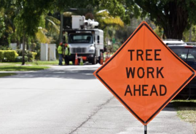 tree removal Dublin pa