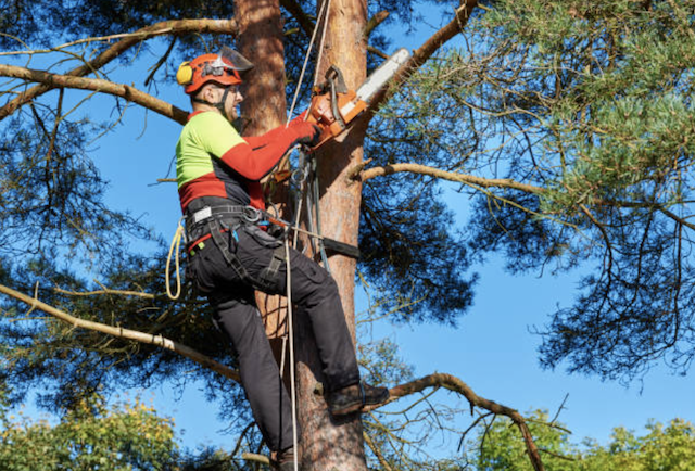 tree trimming bucks pa