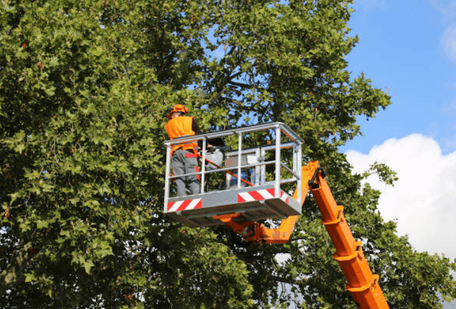 tree trimming Dublin pa
