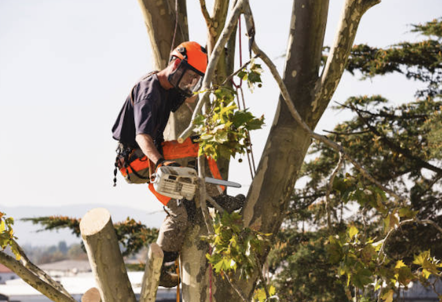 tree removal bucks
