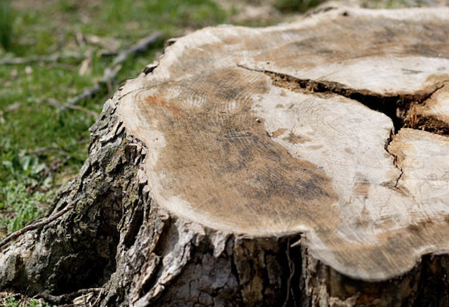 stump grinding Dublin pa